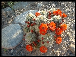 Kamienie, Kwitnący, Kaktus
