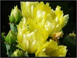Kaktus, Żółty, Kwitnący